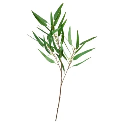 EUKALYPTUS STILK | GREEN