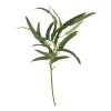EUKALYPTUS STILK | GREEN