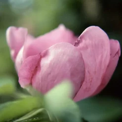 FIRMING EYE MASK 20 ML