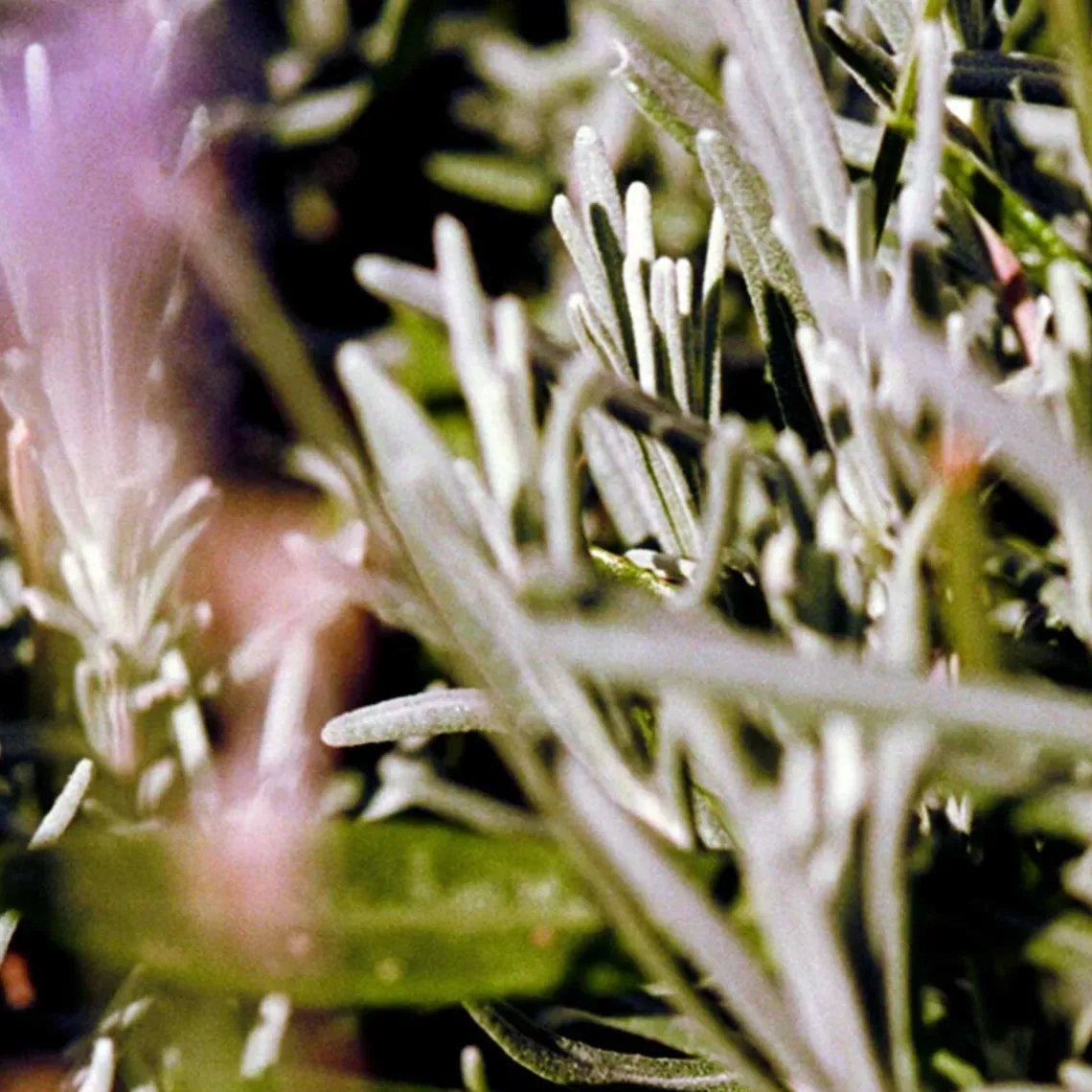 HAND CREME 30 ML | SAGE/ROSEMARY/LAVENDER