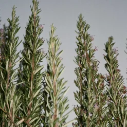 HAND CREME 30 ML | SAGE/ROSEMARY/LAVENDER