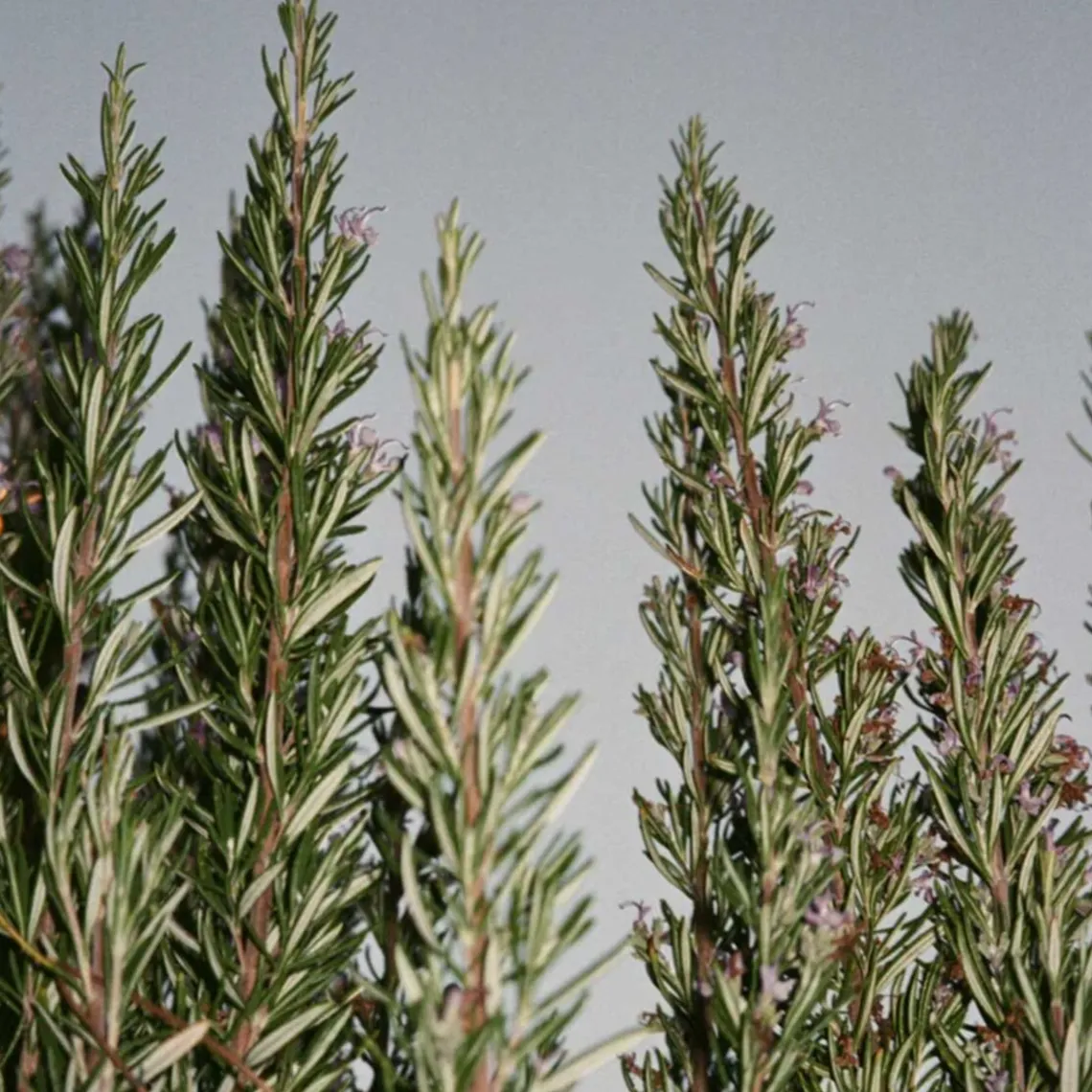 HAND CREME 30 ML | SAGE/ROSEMARY/LAVENDER