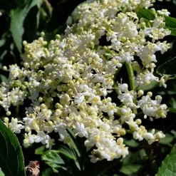 HAND/BODYSOAP 240 ML | ELDER