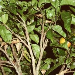 HAND/BODYSOAP 240 ML | GRAPEFRUIT LEAF