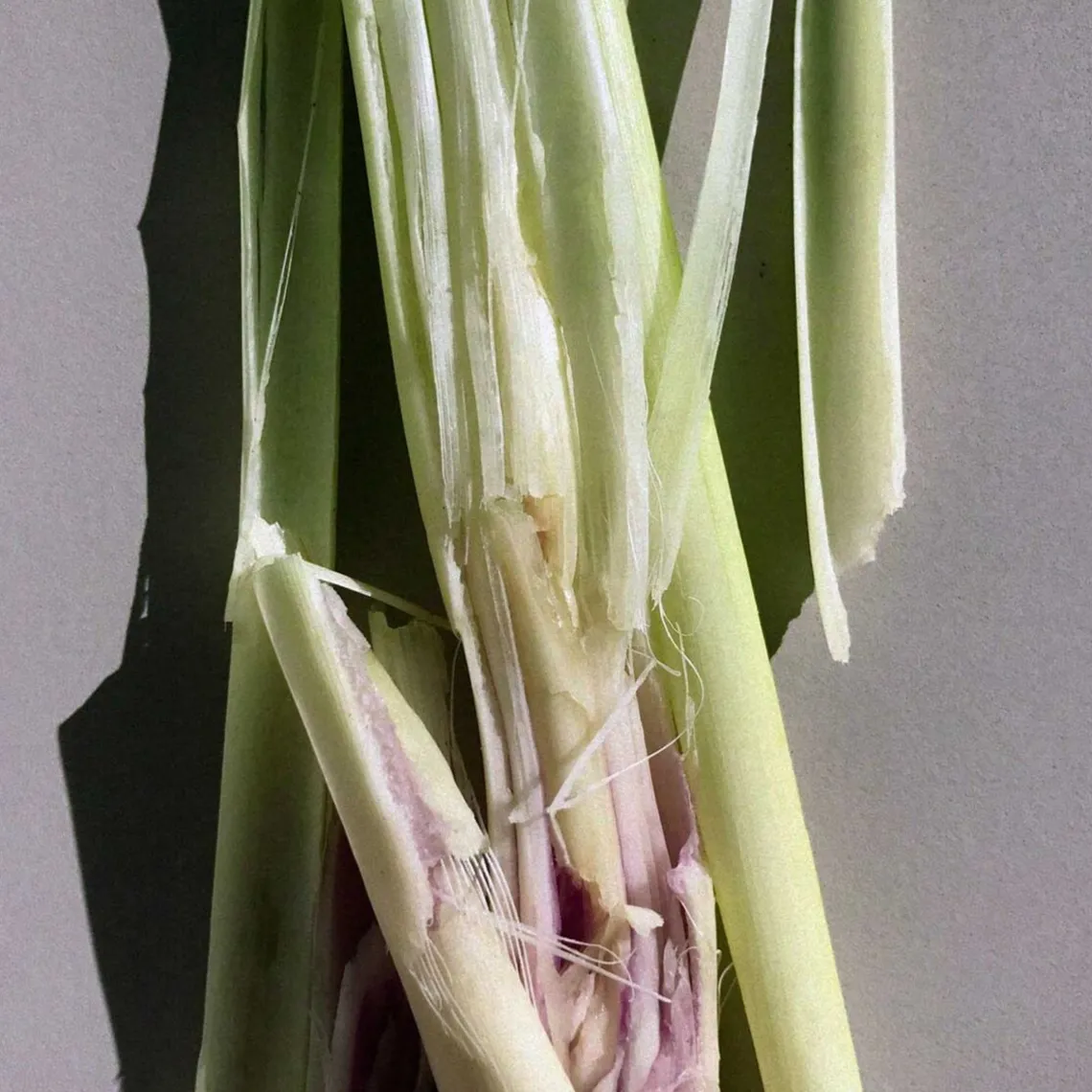 HAND/BODYSOAP 240 ML | LEMONGRASS