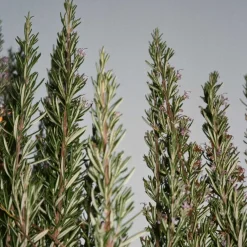 HAND/BODYSOAP 240 ML | SAGE/ROSEMARY/LAVENDER