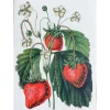 LYKØNSKNINGSKORT 13X9 CM | STRAWBERRIES