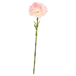 NELLIKE STILK | ROSE