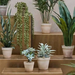 SUKKULENT I POTTE 18X20 CM