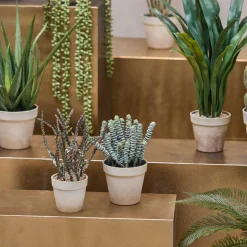 SUKKULENT I POTTE 13X20 CM